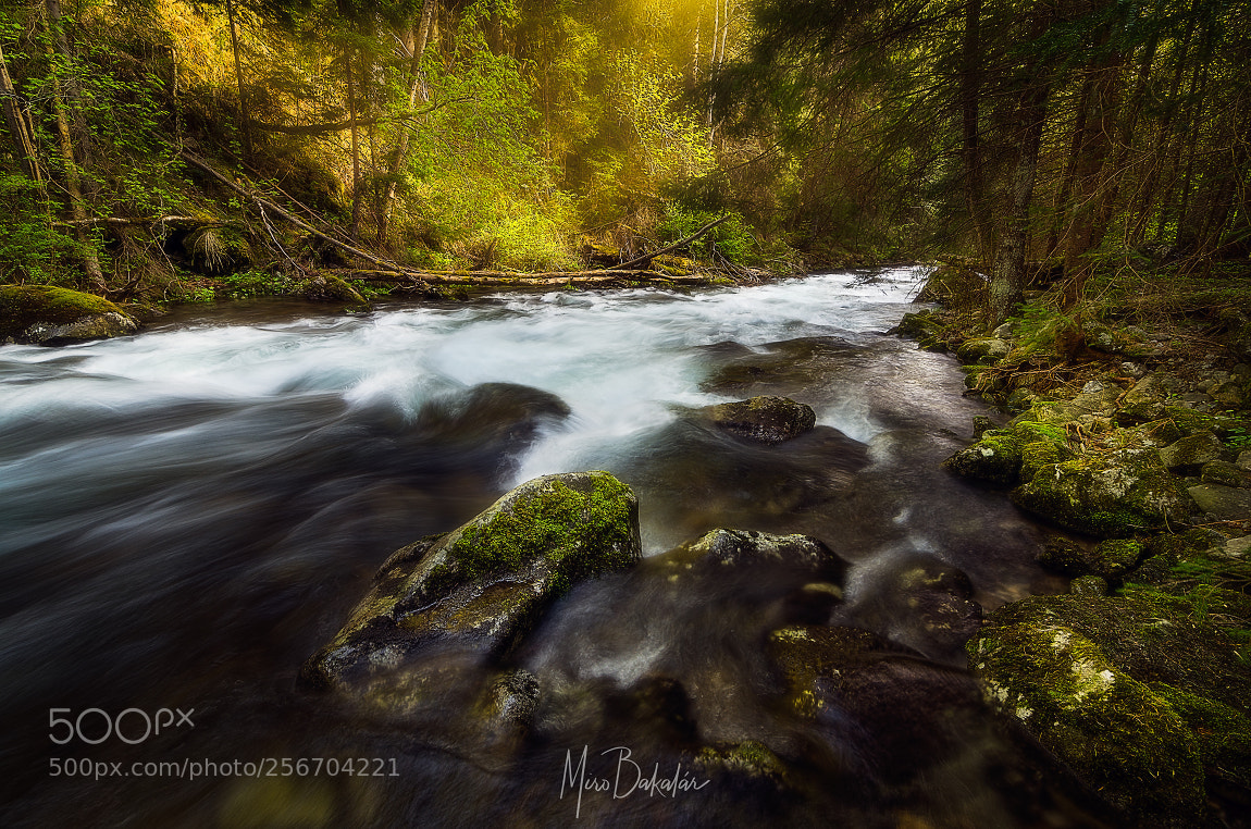 Nikon D7000 sample photo. Wild water photography