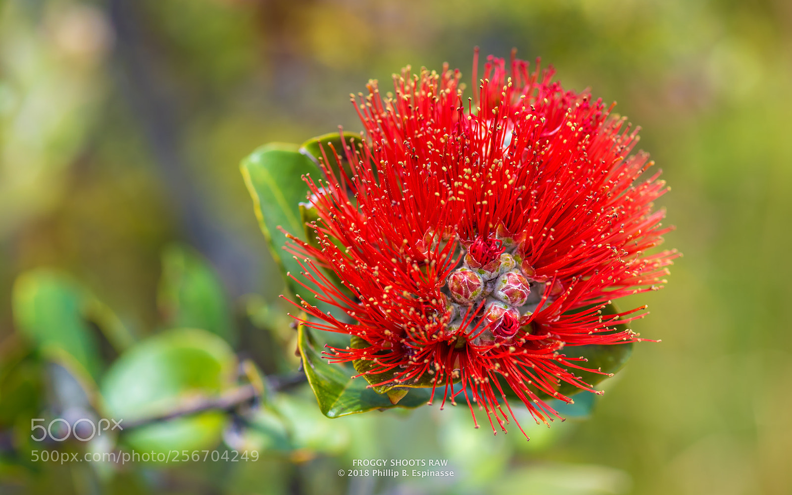 Nikon D750 sample photo. Ohia lehua grows out photography