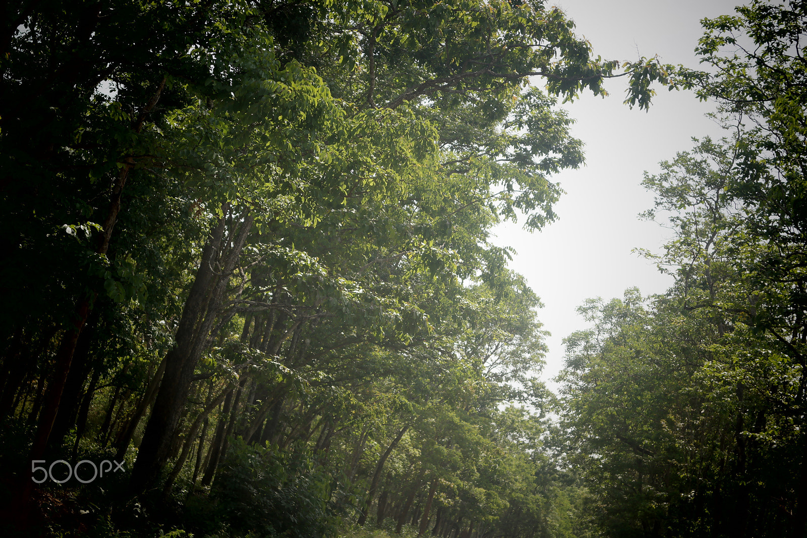 Samsung NX2000 sample photo. Bandipur national park photography