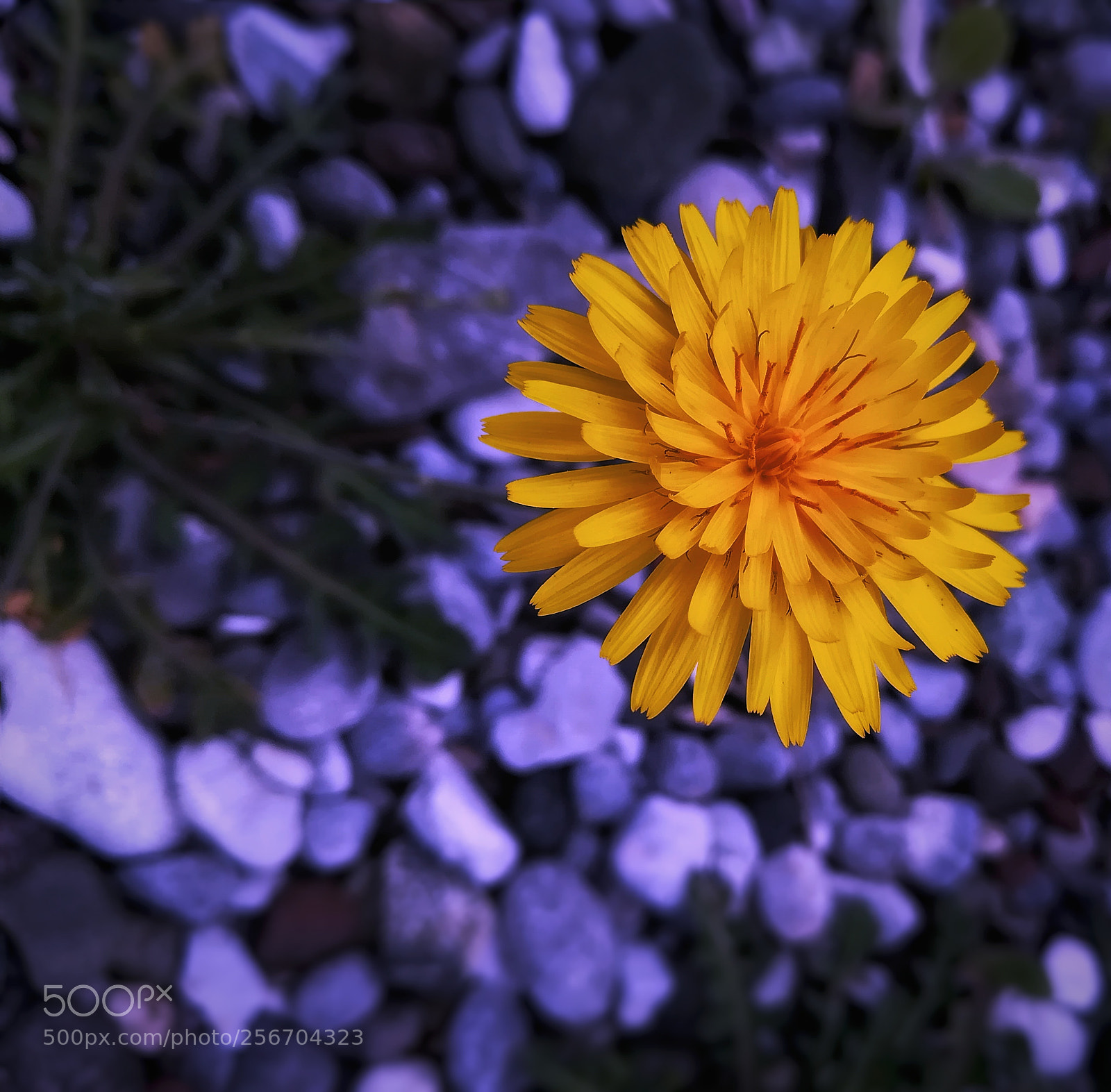 HUAWEI PRA-LX1 sample photo. Spring photography