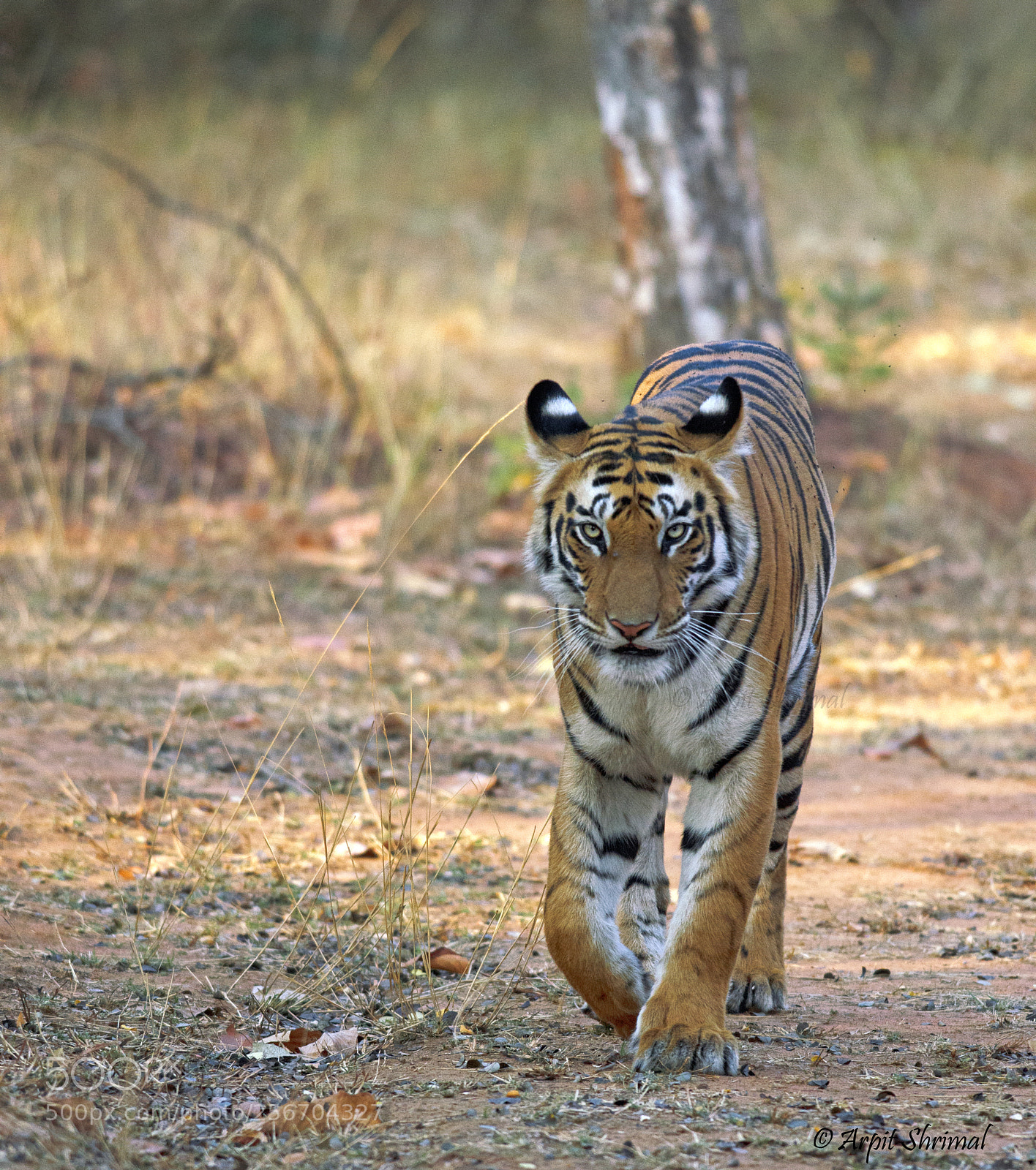 Nikon D7000 sample photo. Tiger head on photography