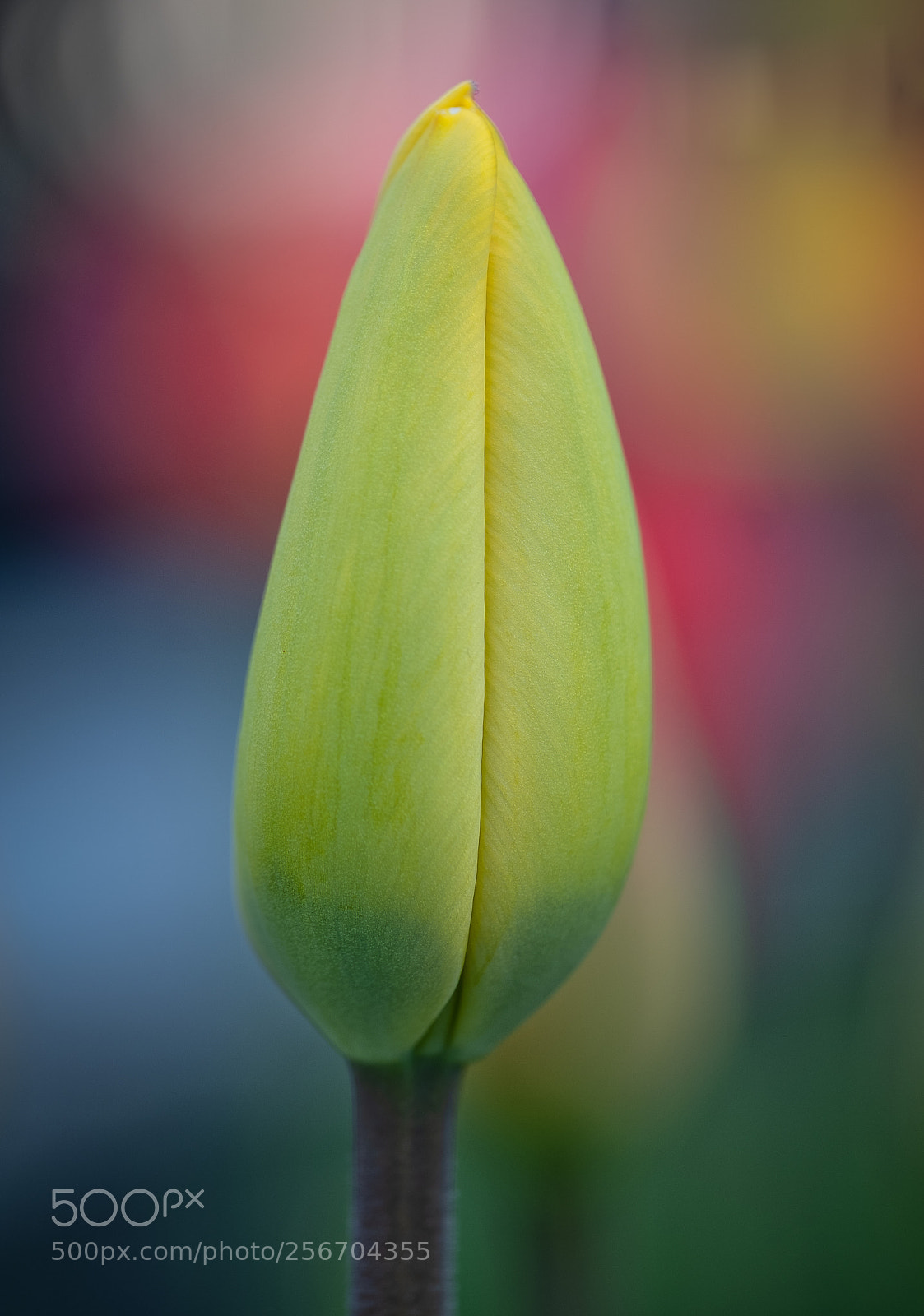 Fujifilm X-T2 sample photo. Edit edit photography