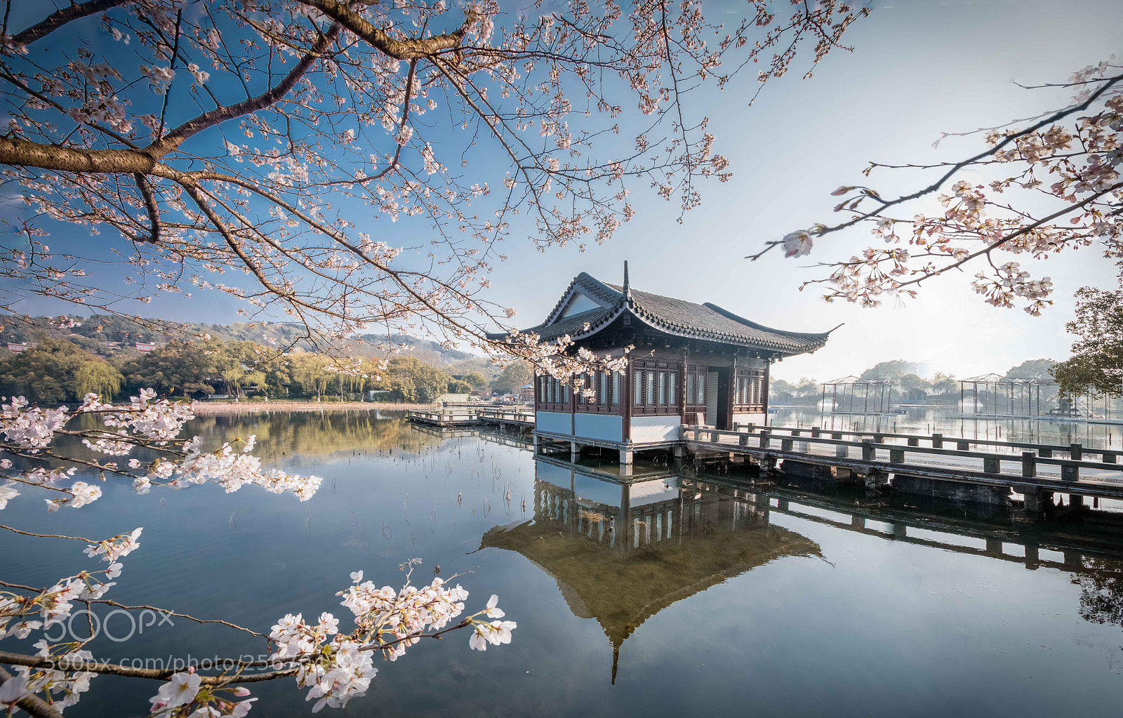 Canon EOS 70D sample photo. Cherry blossom photography