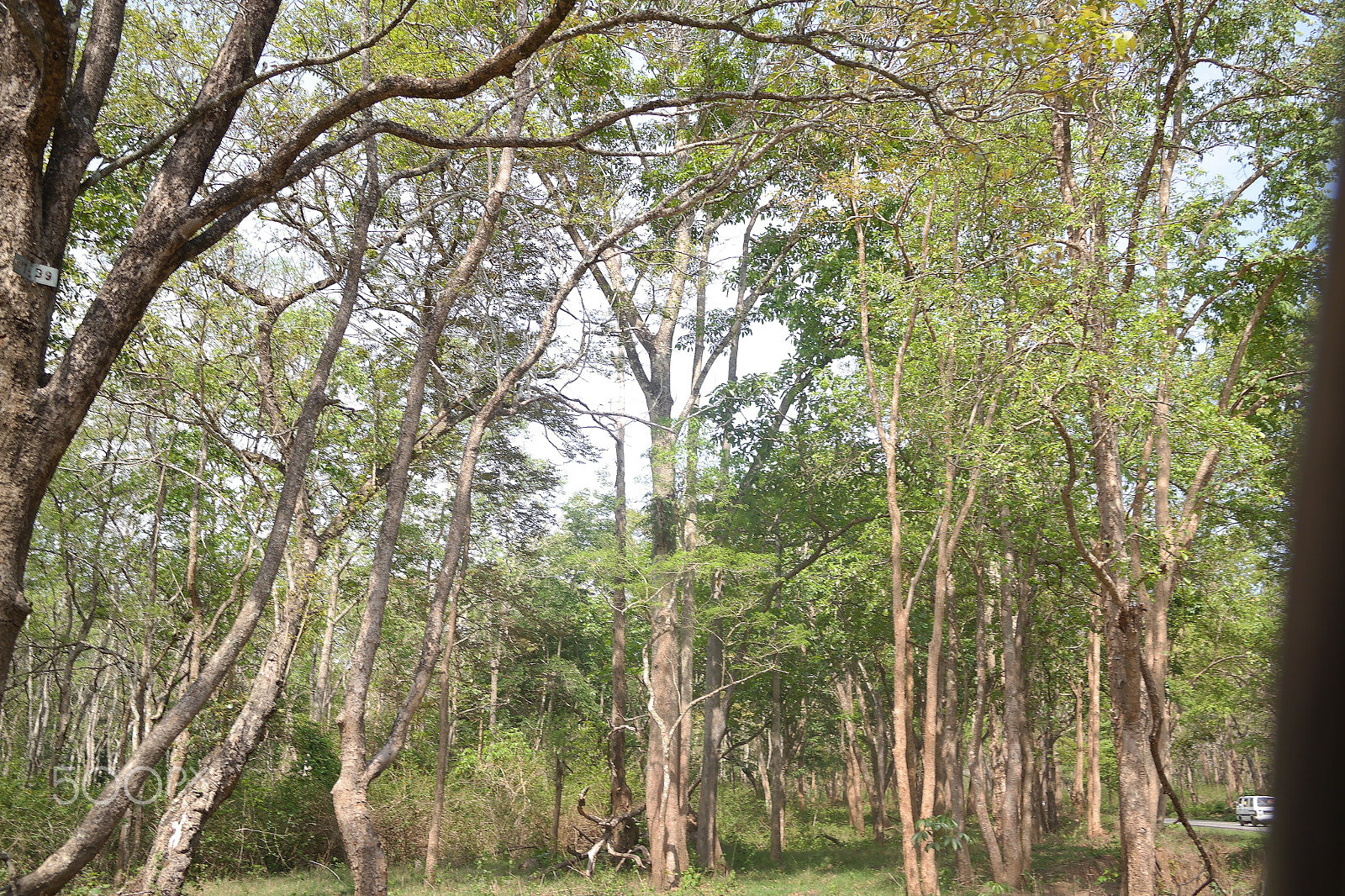 Samsung NX2000 sample photo. Bandipur national park photography