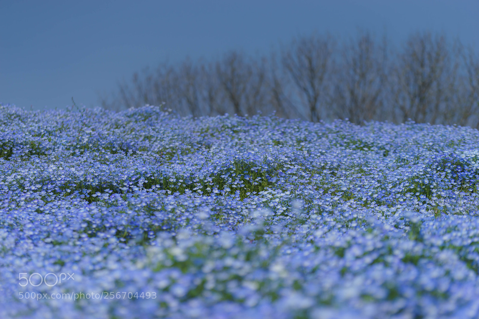 Sony a7 sample photo. ネモフィラ photography