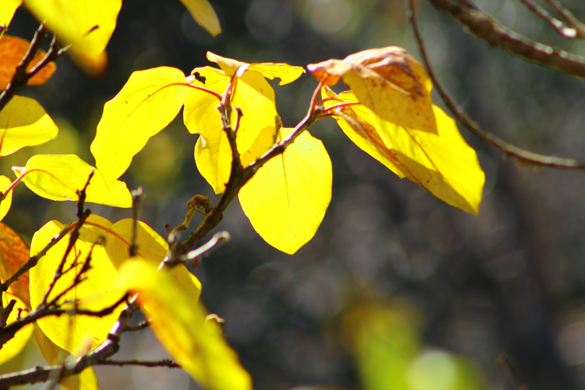 Canon EF 75-300mm f/4-5.6 USM sample photo