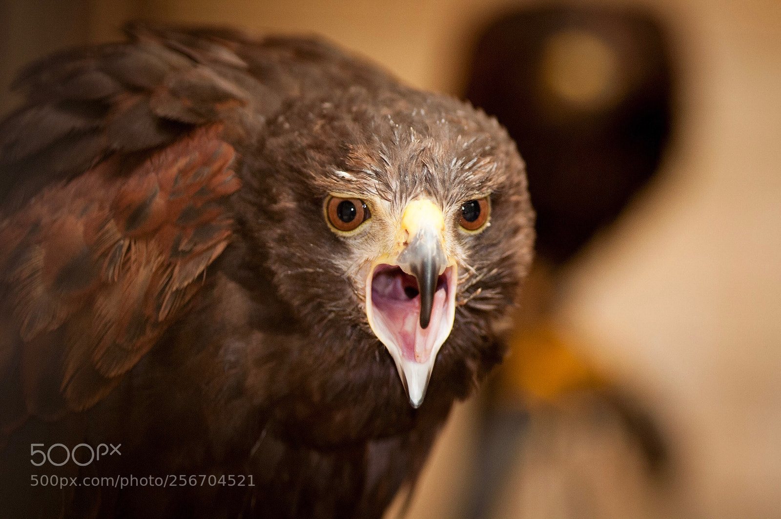 Nikon D90 sample photo. Angry marshall garrier photography