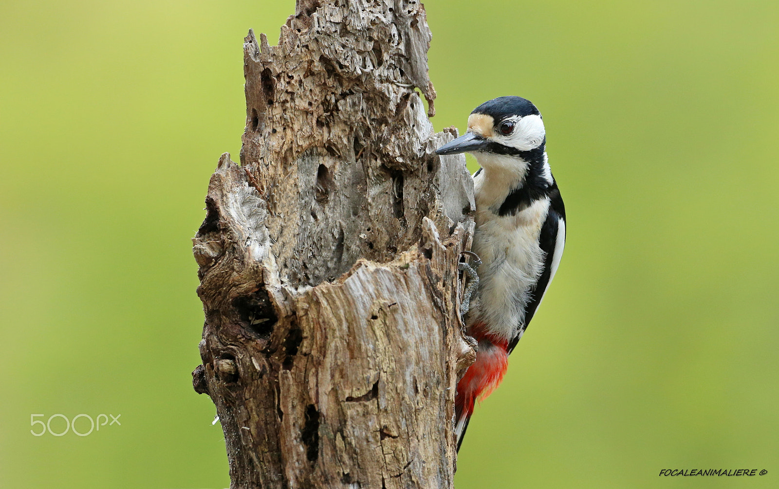 Canon EF 500mm F4L IS USM sample photo. Focaleanimaliere © photography