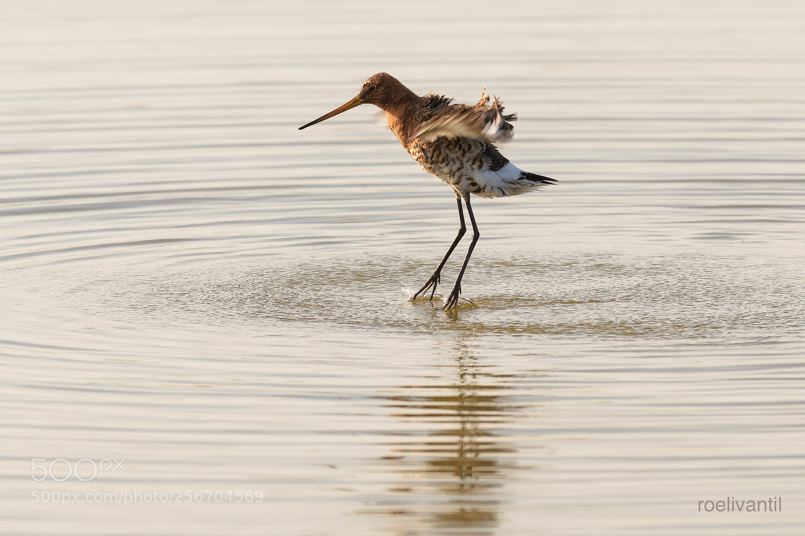 Nikon D500 sample photo. Landing or flying? photography