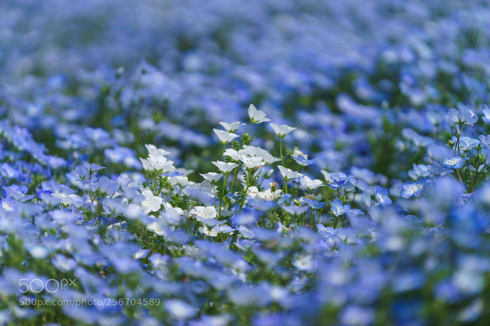 Sony a7 sample photo. ネモフィラ２ photography