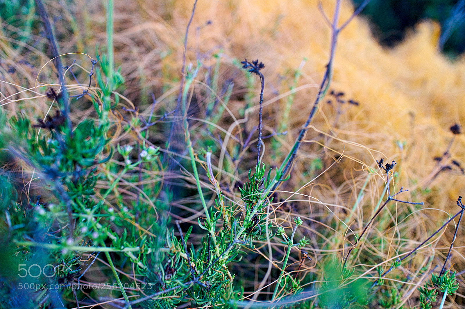 Canon EOS M sample photo. Depth of field study photography