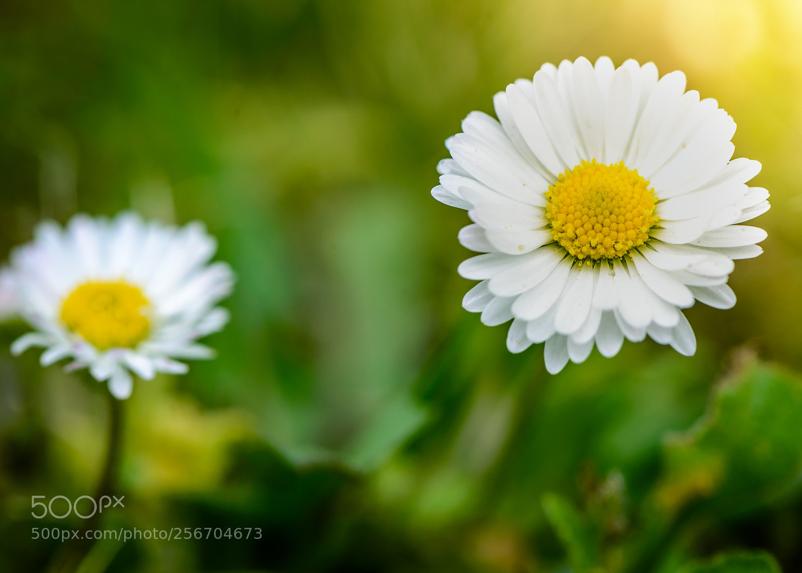 Nikon D610 sample photo. Untitled photography