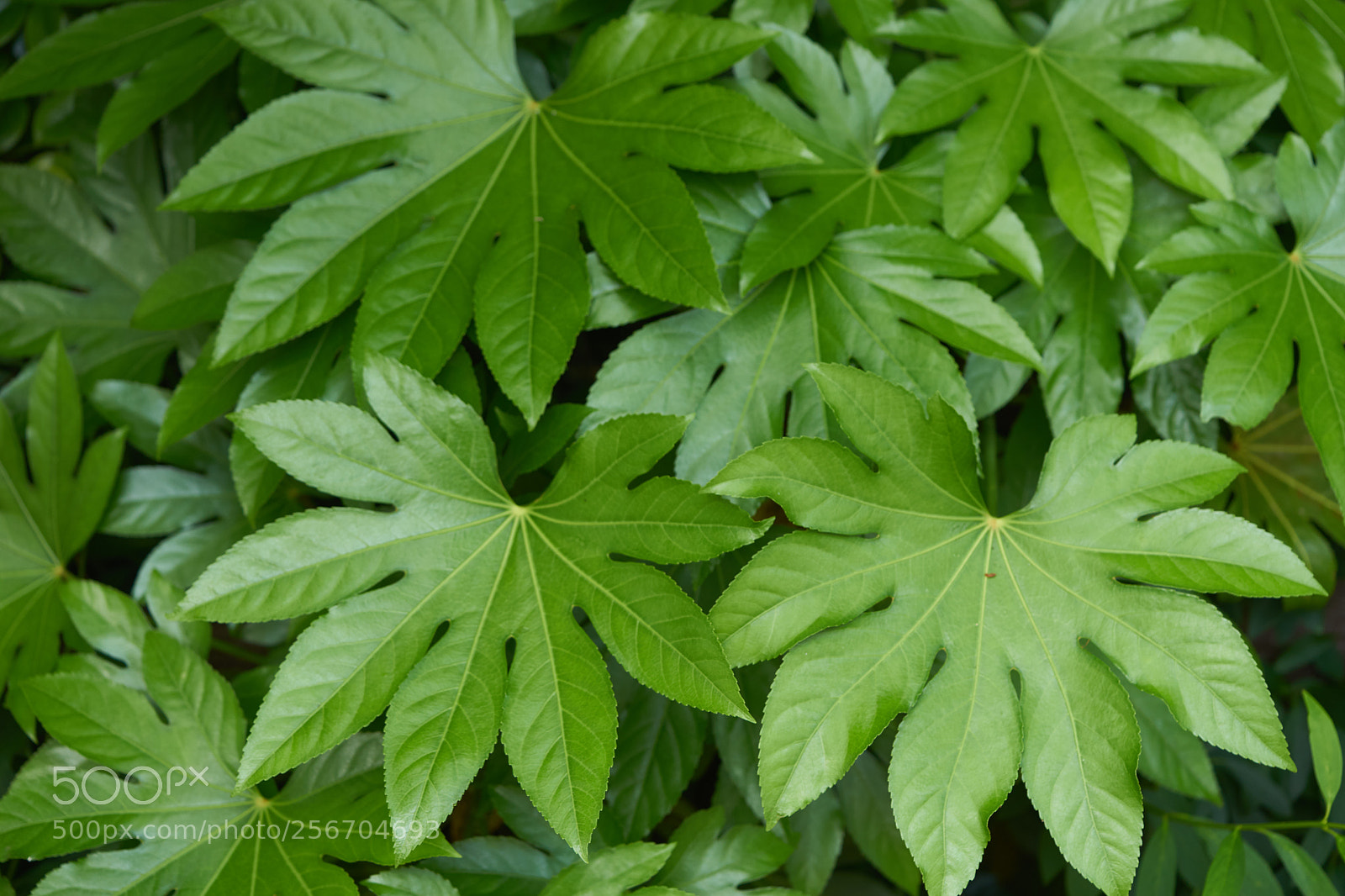 Sony a7 sample photo. Leaves 975 photography