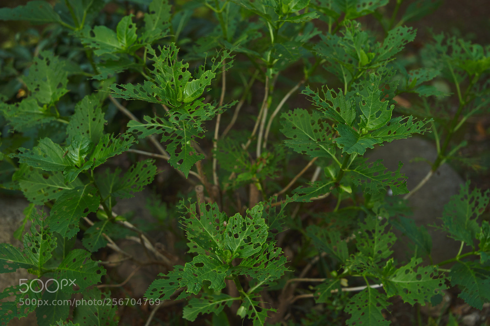 Sony a7 sample photo. Leaves 976 photography