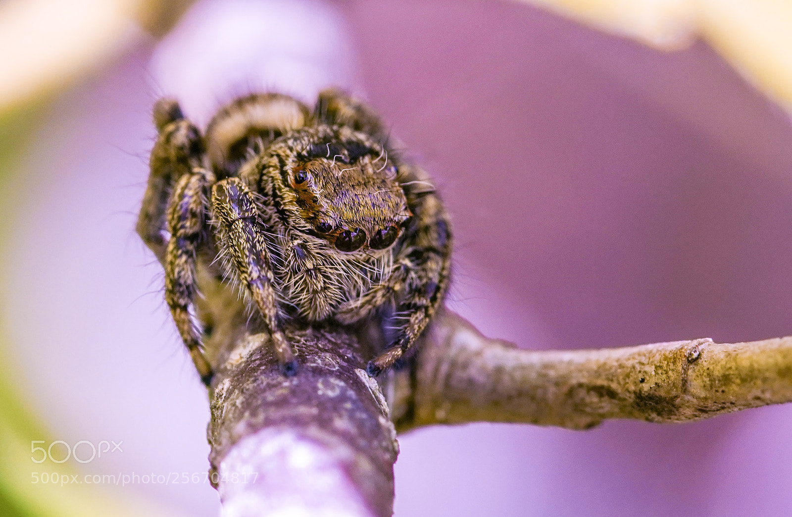 Sony a7R III sample photo. Lovely spider photography