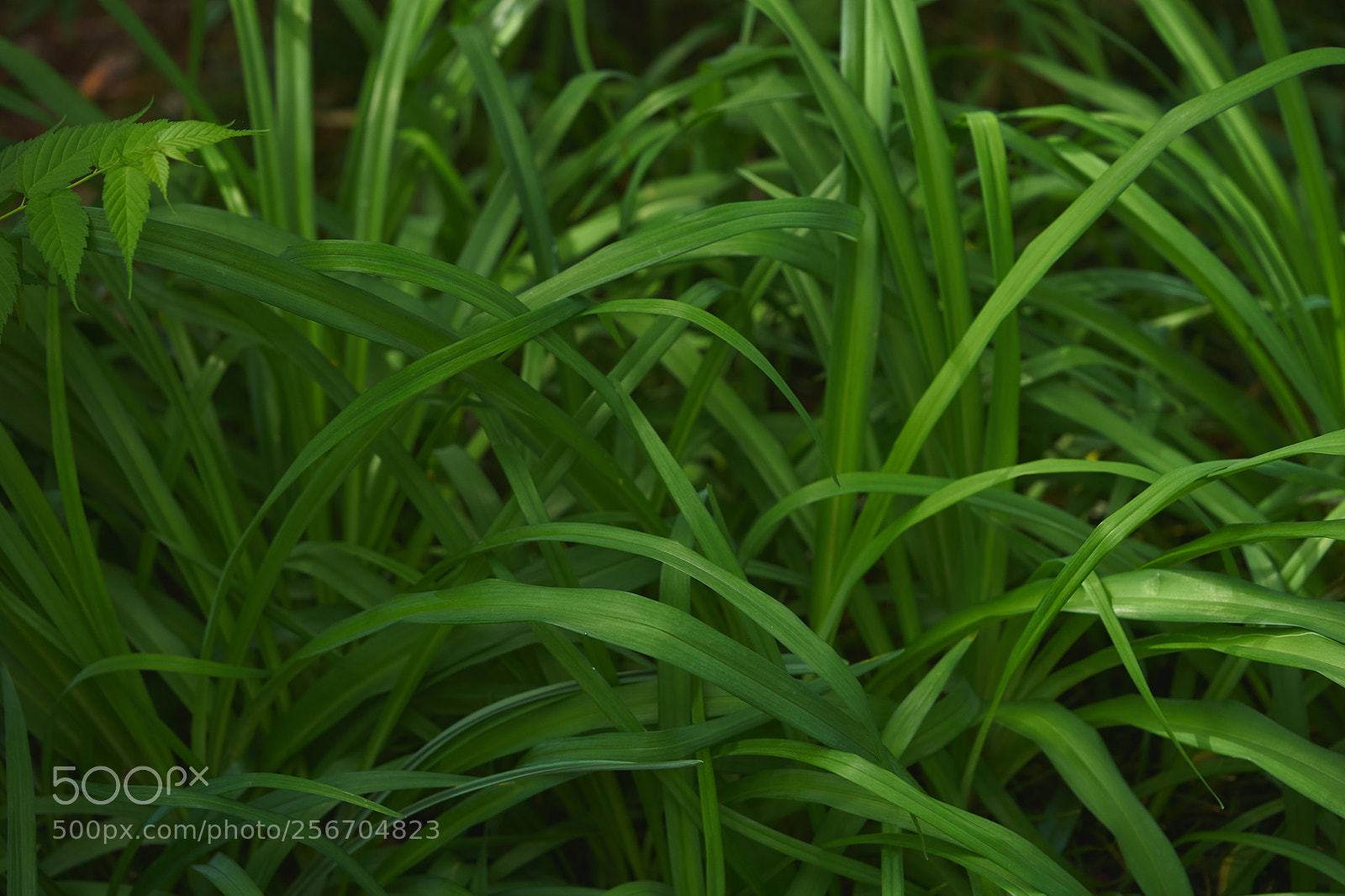 Sony a7 sample photo. Leaves 977 photography