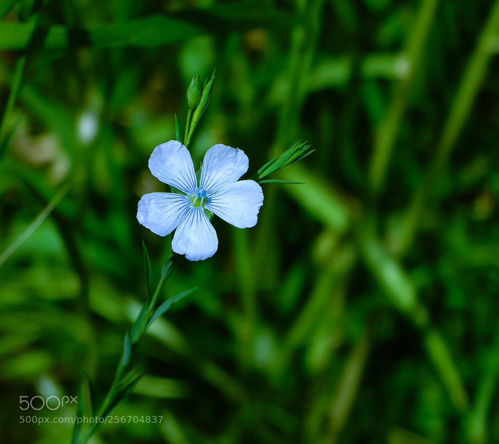 Fujifilm X20 sample photo. Flower photography