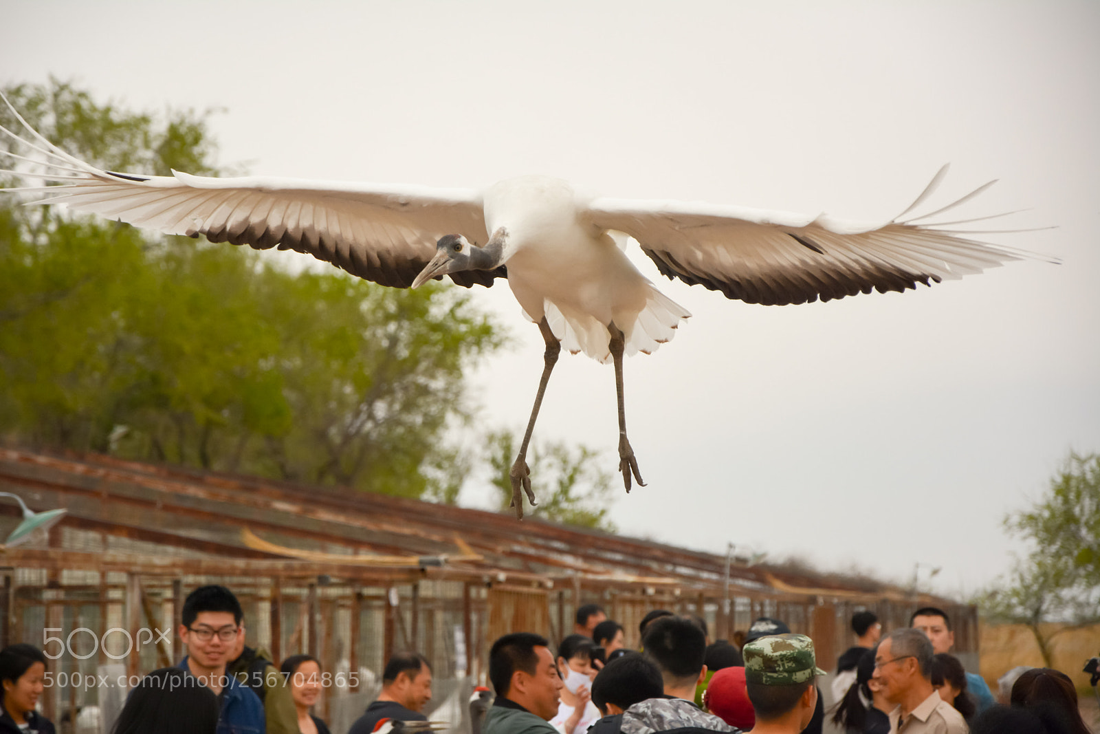 Nikon D7100 sample photo. Red-crowned crane photography