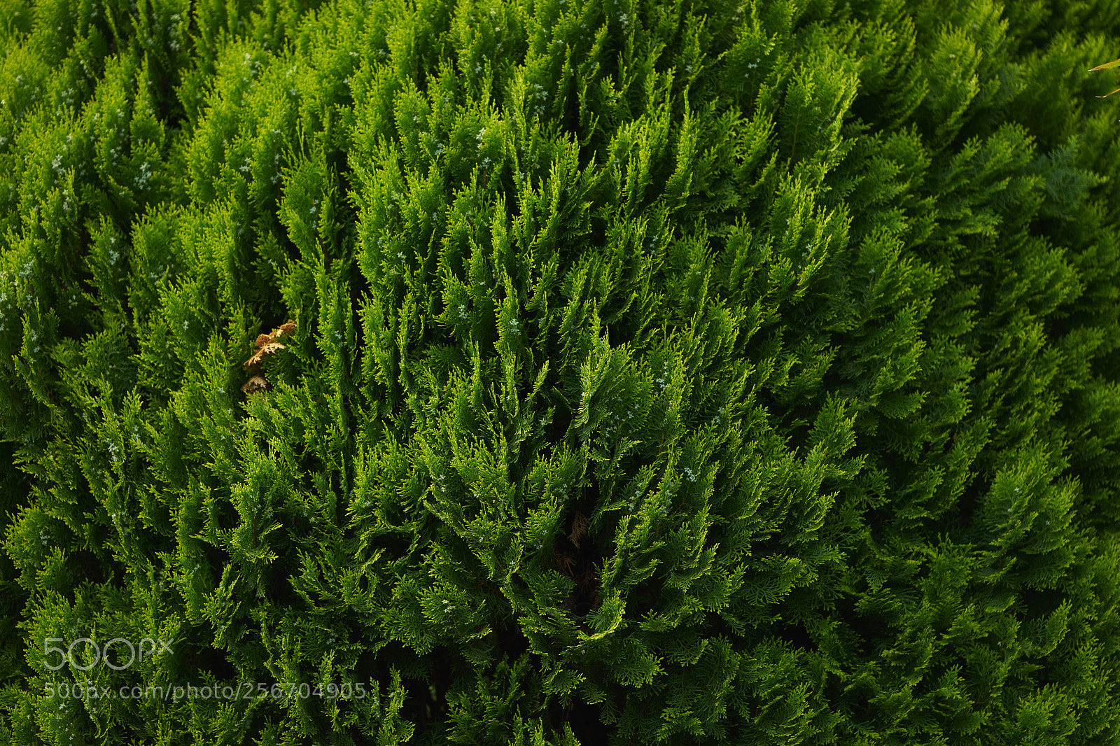Sony a7 sample photo. Leaves 978 photography