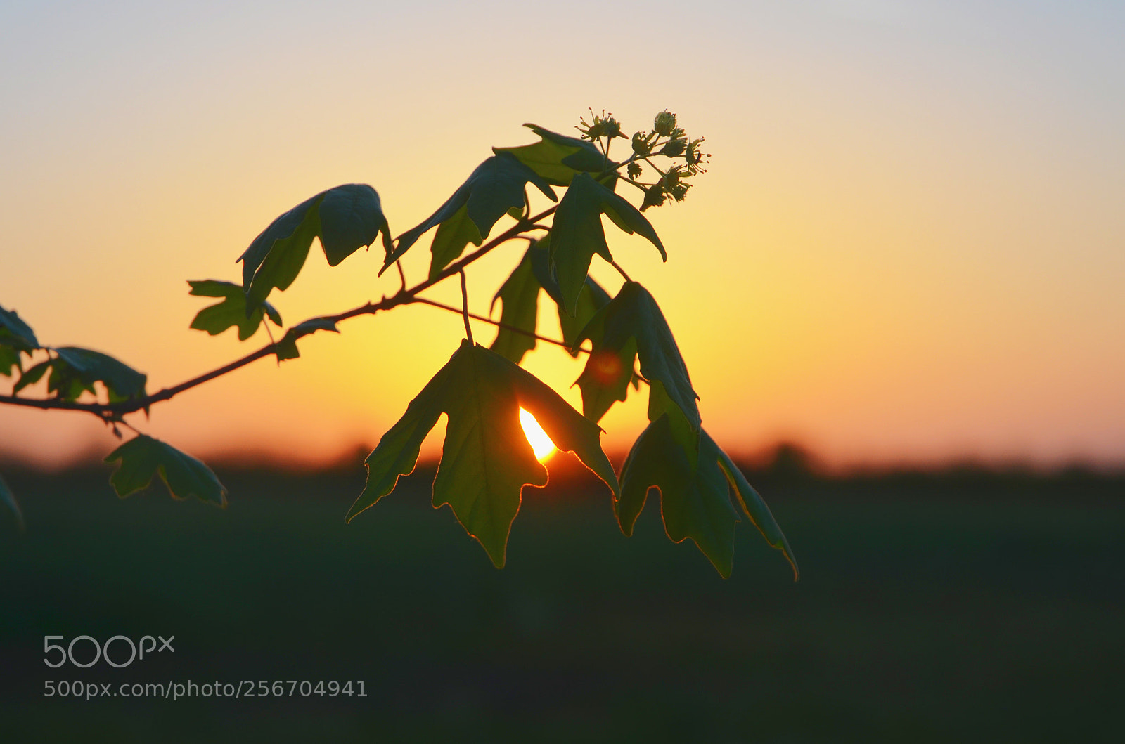 Nikon D5100 sample photo. Sunbeams photography