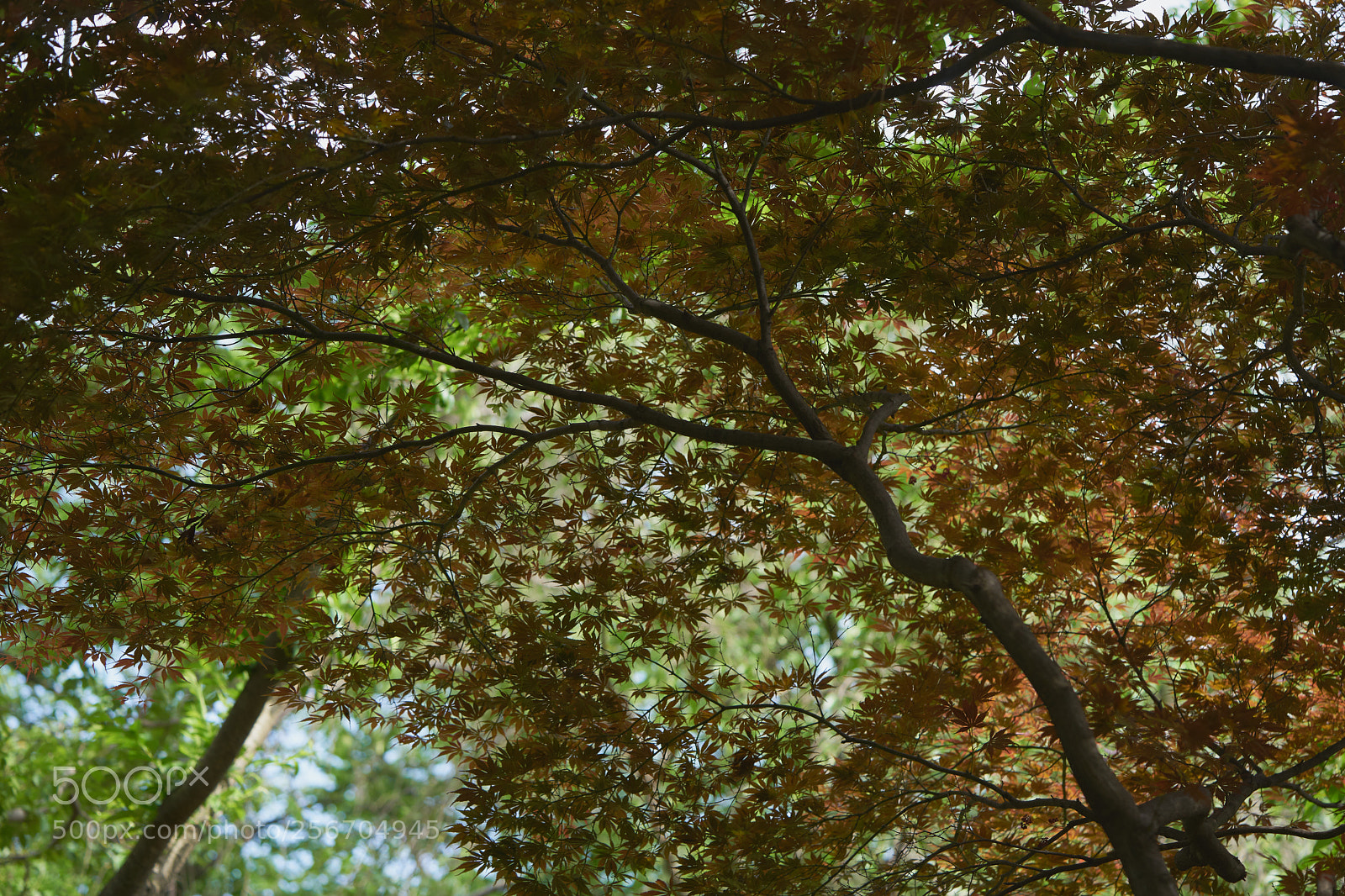 Sony a7 sample photo. Leaves 979 photography