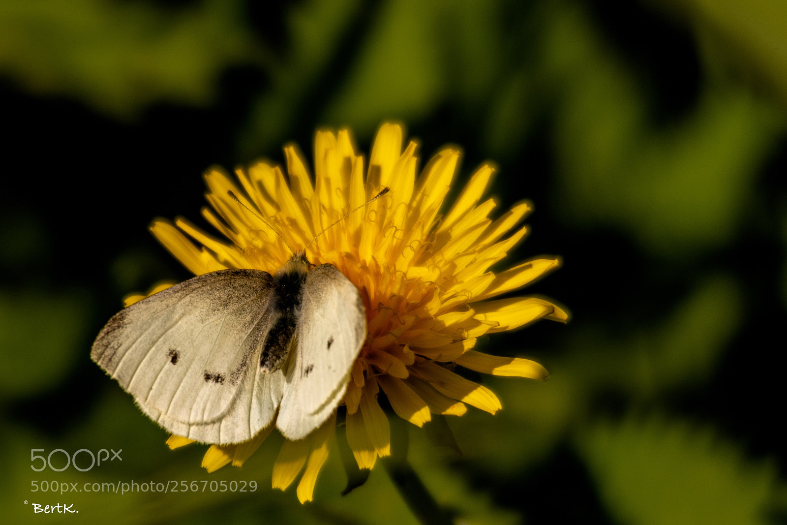 Nikon D500 sample photo. Fragile photography