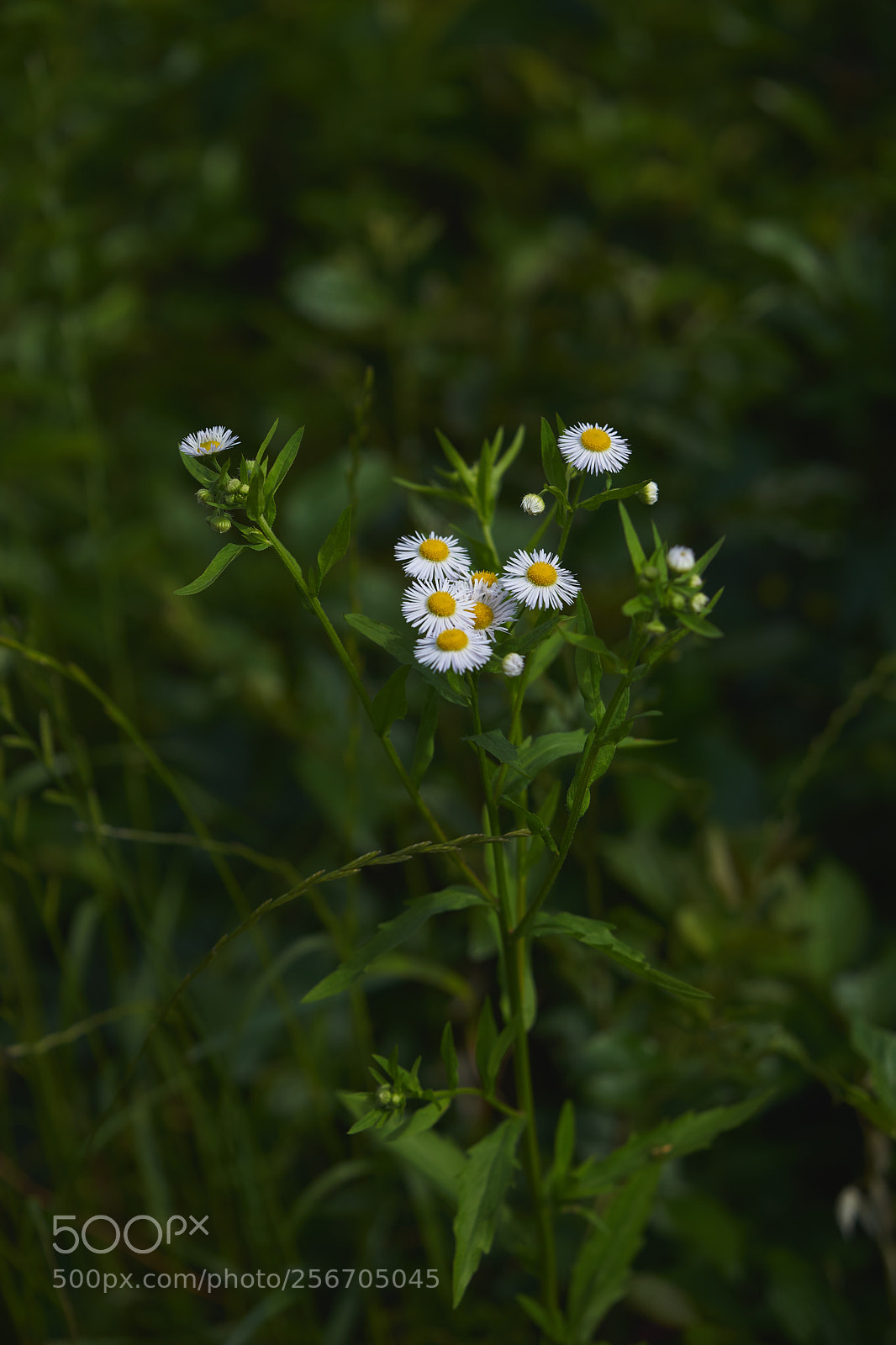 Sony a7 sample photo. Flowers 6558 photography