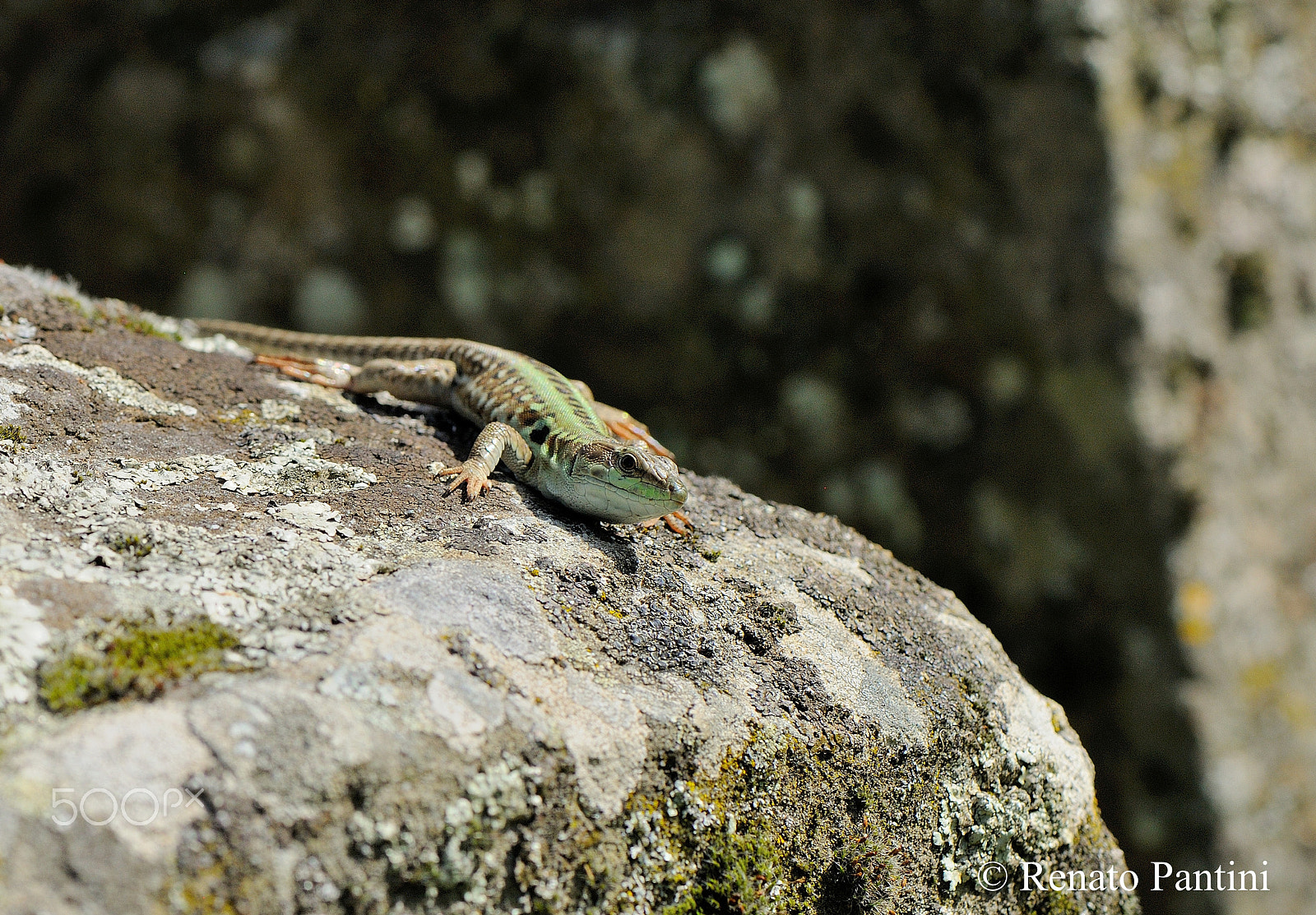 Nikon AF-S Micro-Nikkor 105mm F2.8G IF-ED VR sample photo. On a rock... photography