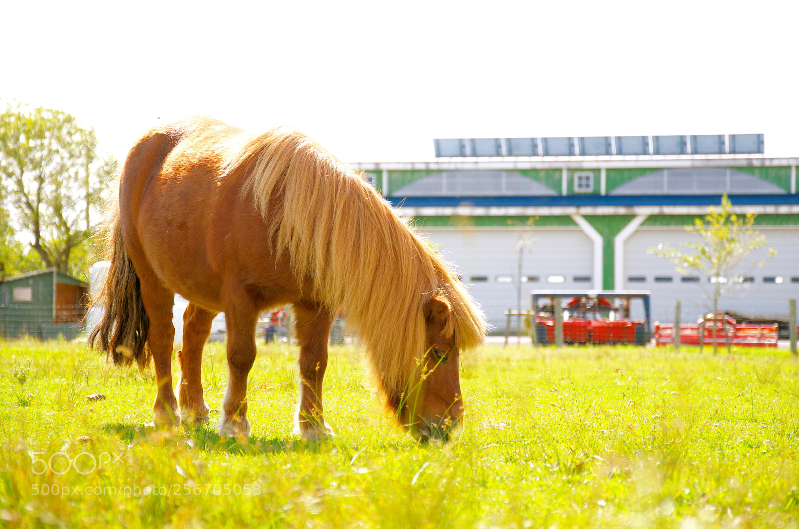 Nikon D5100 sample photo. Tiny horse photography