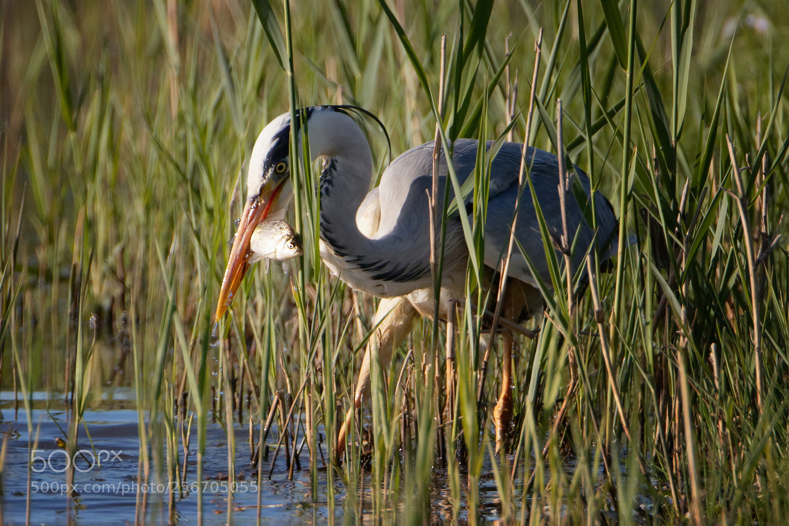 Canon EOS 7D Mark II sample photo. Fette beute photography