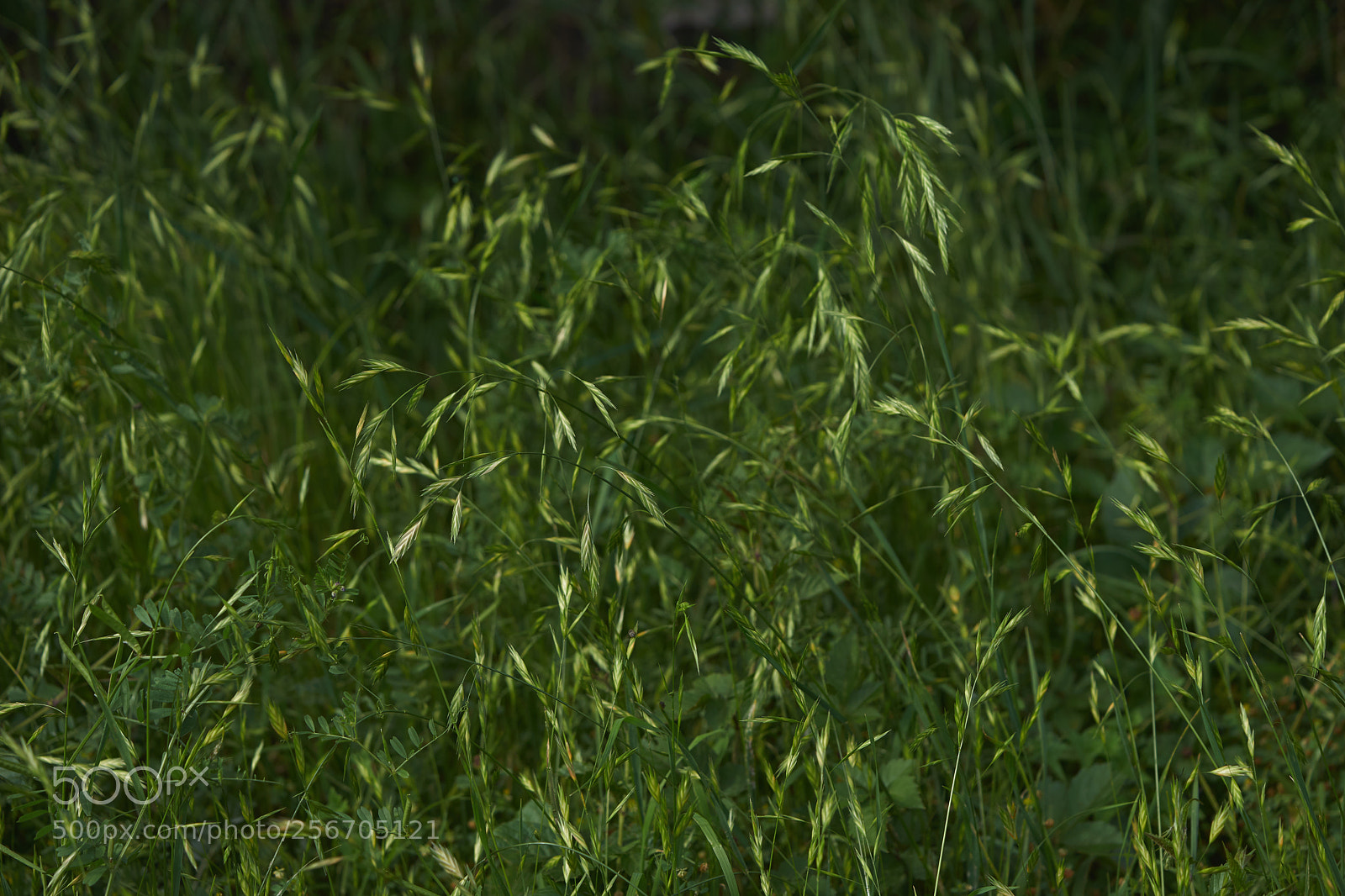 Sony a7 sample photo. Flowers 6559 photography