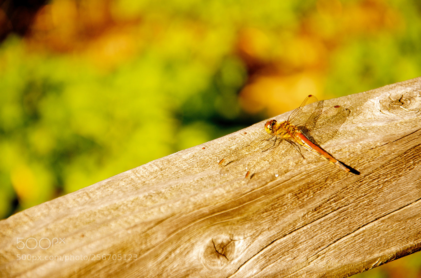Nikon D5100 sample photo. Japanese dragonfly photography
