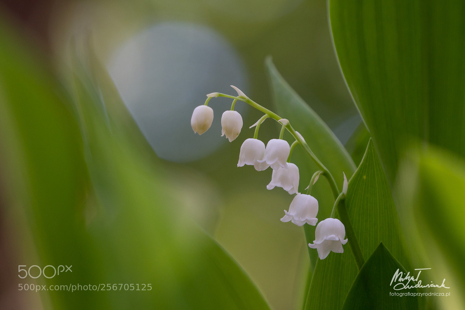 Sony a6500 sample photo. White bells photography