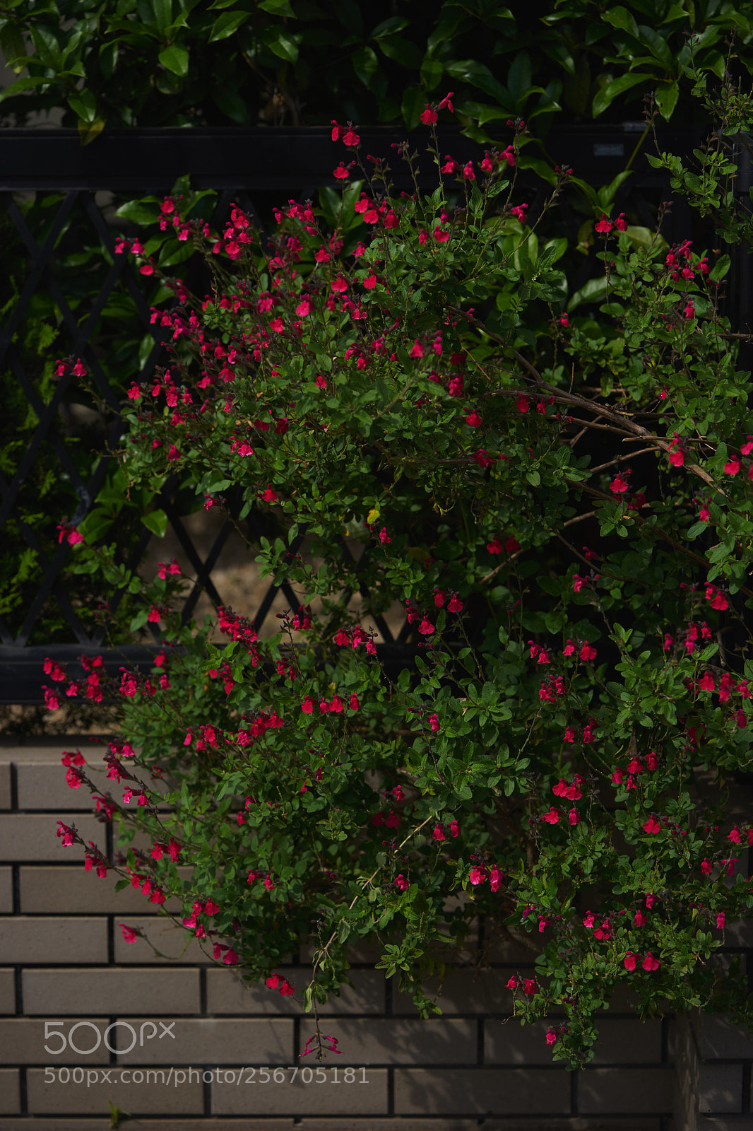 Sony a7 sample photo. Flowers 6560 photography