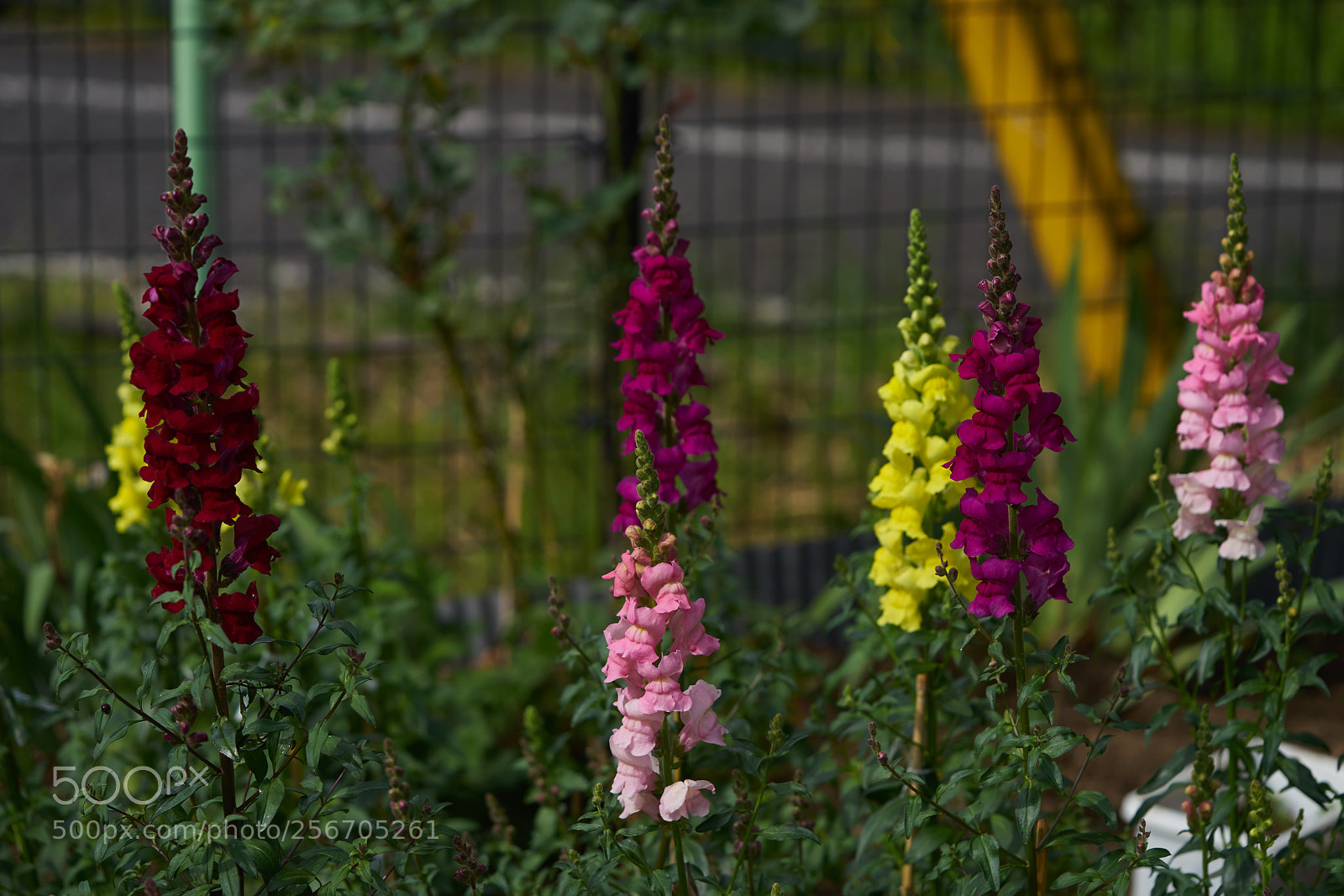 Sony a7 sample photo. Flowers 6561 photography