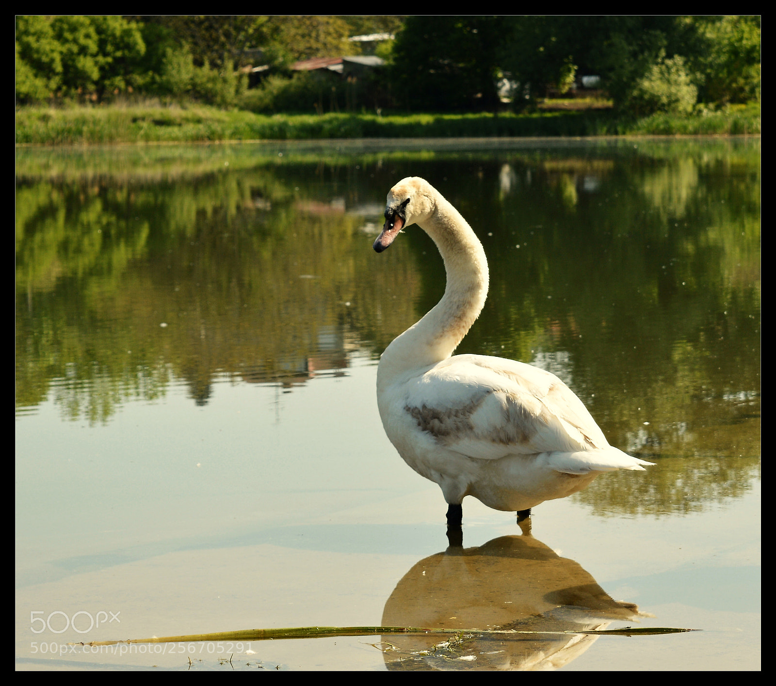 Nikon D3200 sample photo. Swan photography
