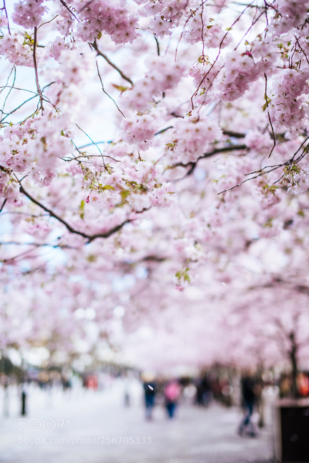 Nikon D600 sample photo. Cherryblossom photography