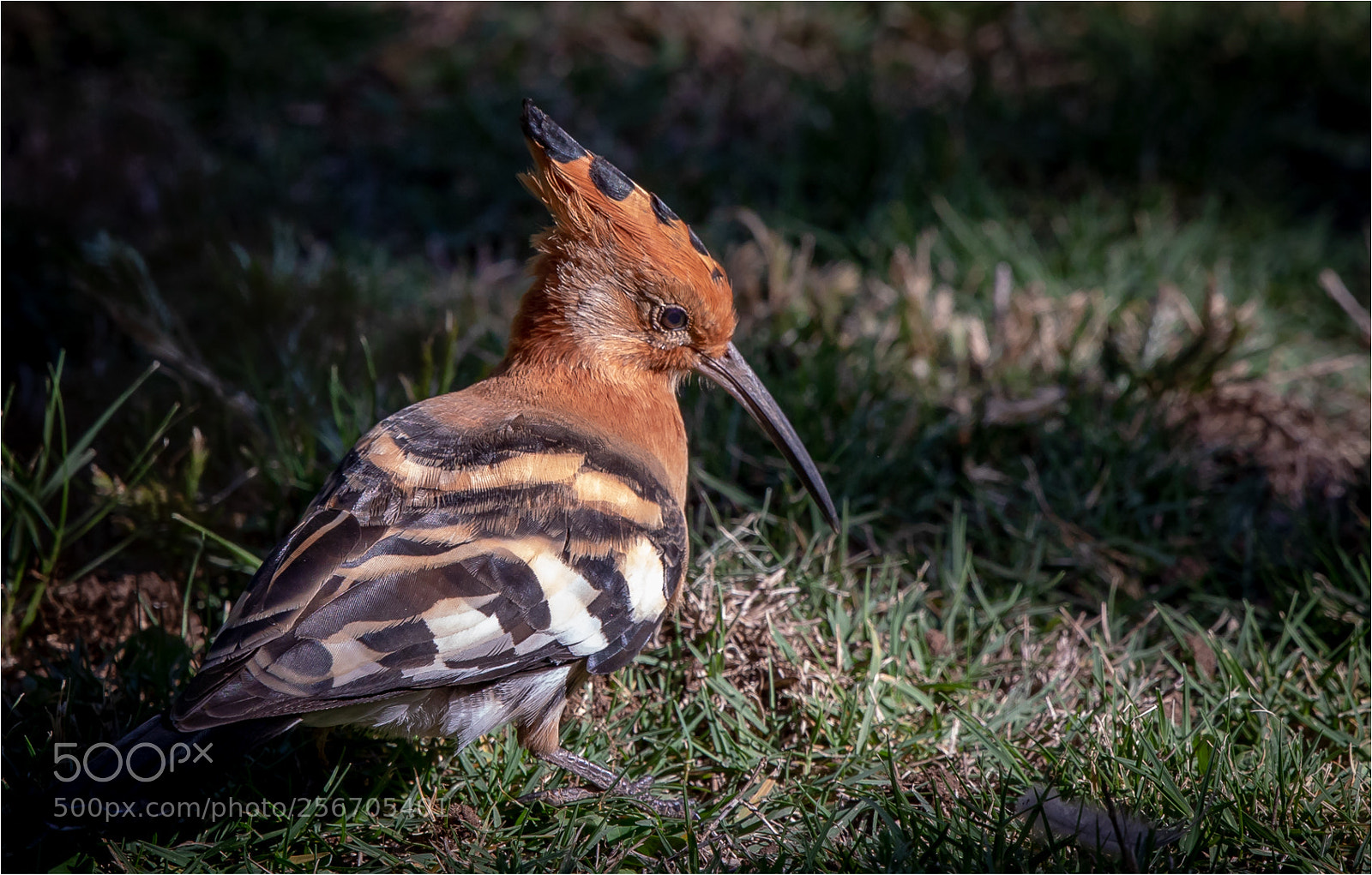 Canon EOS 5D Mark IV sample photo. Hoopoe in garden photography