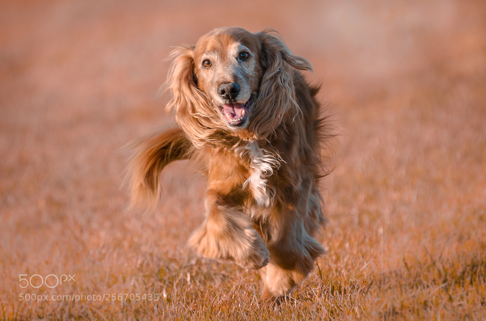 Nikon D7000 sample photo. Dog running photography