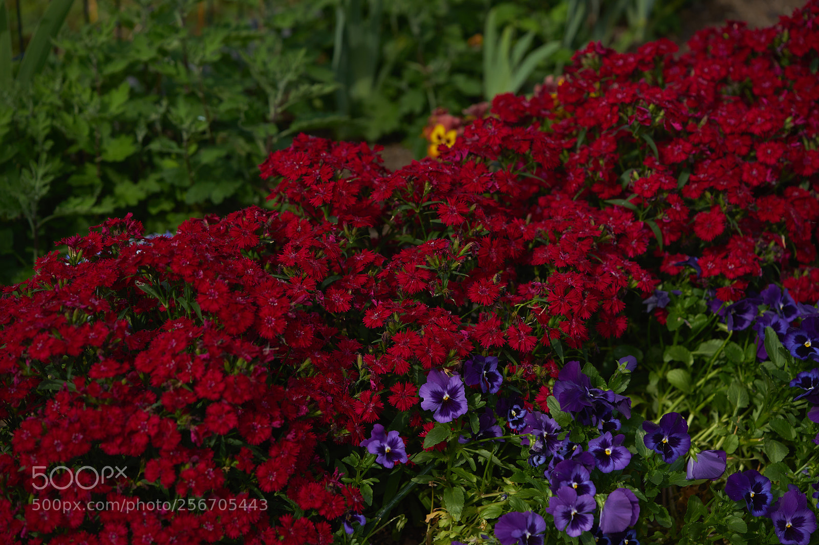 Sony a7 sample photo. Flowers 6563 photography
