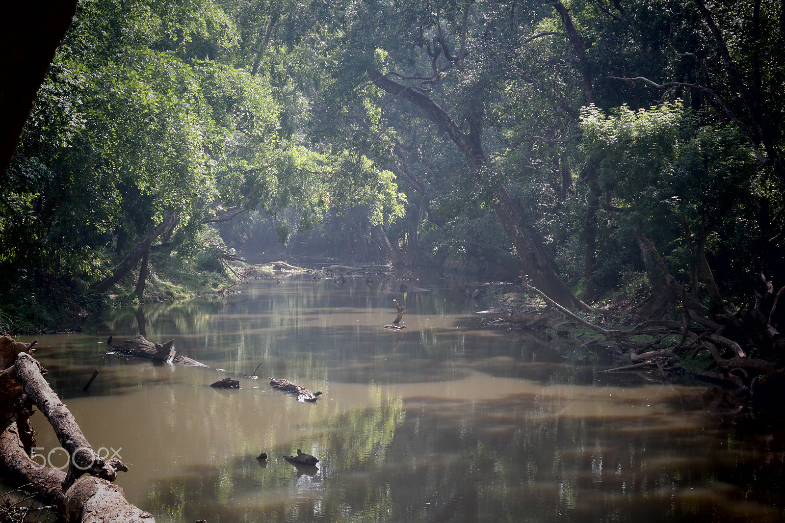 Samsung NX2000 sample photo. Muthanga wild life santurary photography