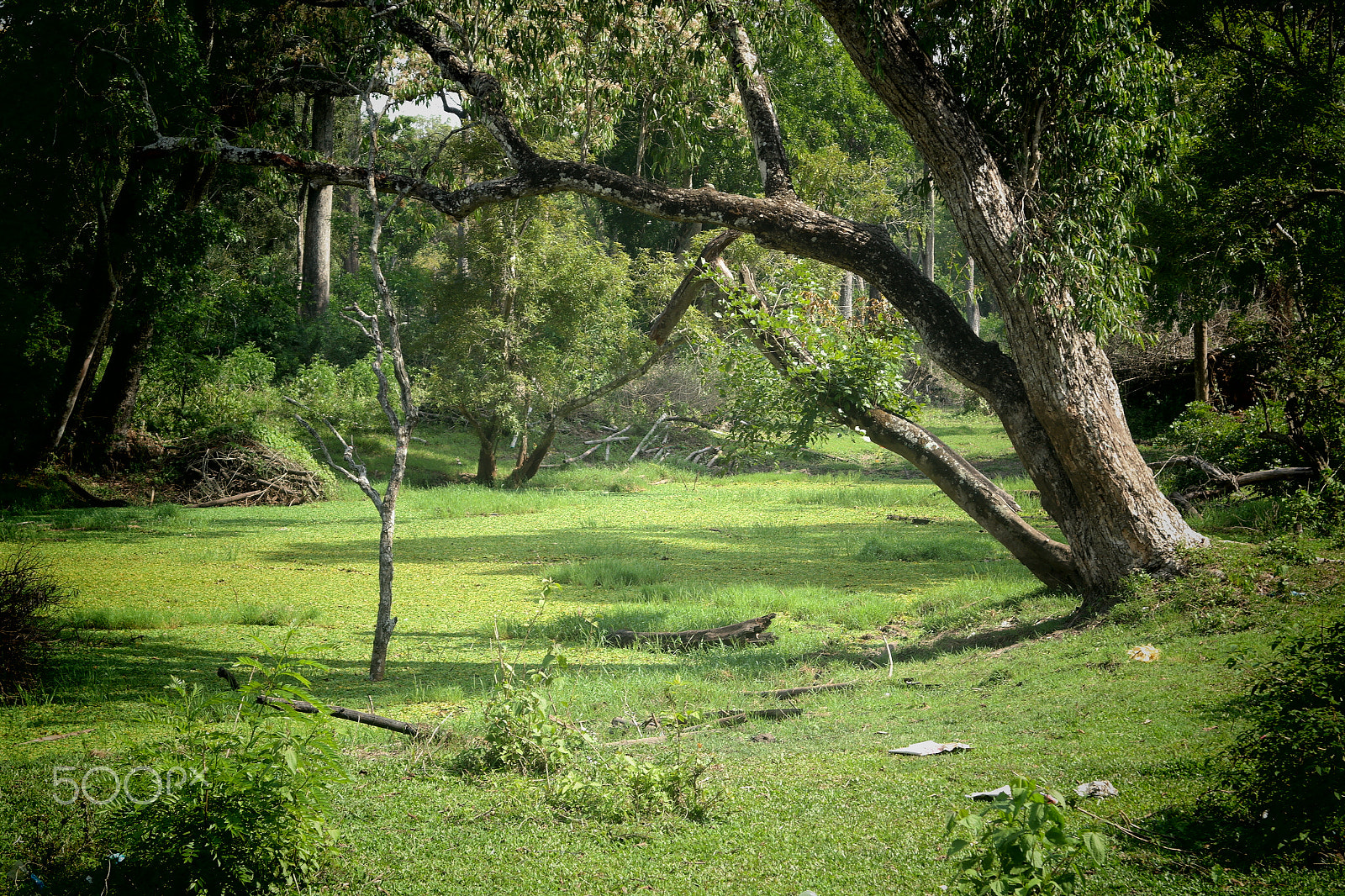 Samsung NX2000 sample photo. Muthanga wild life santurary photography