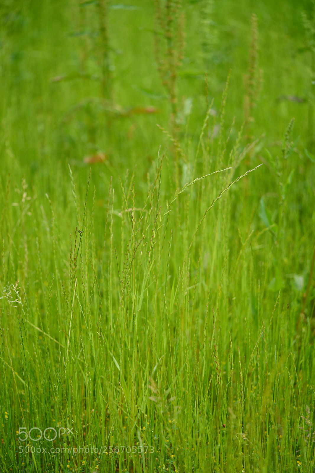 Sony a7 sample photo. Flowers 6564 photography