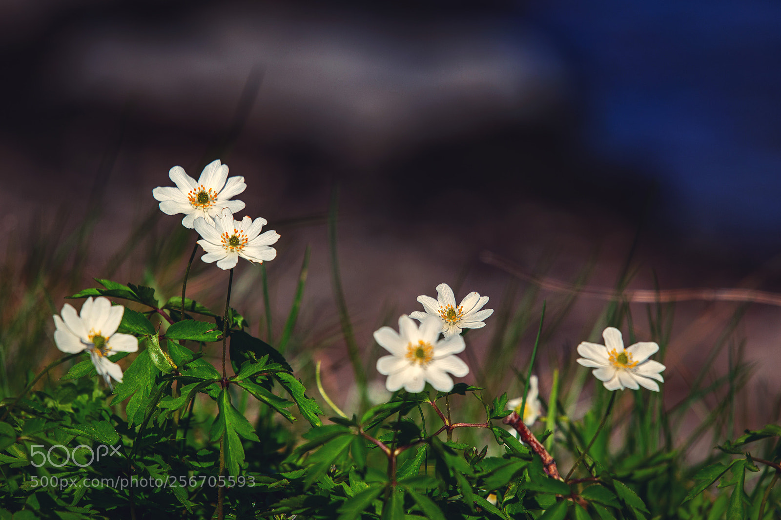 Canon EOS 6D sample photo. Anemone photography