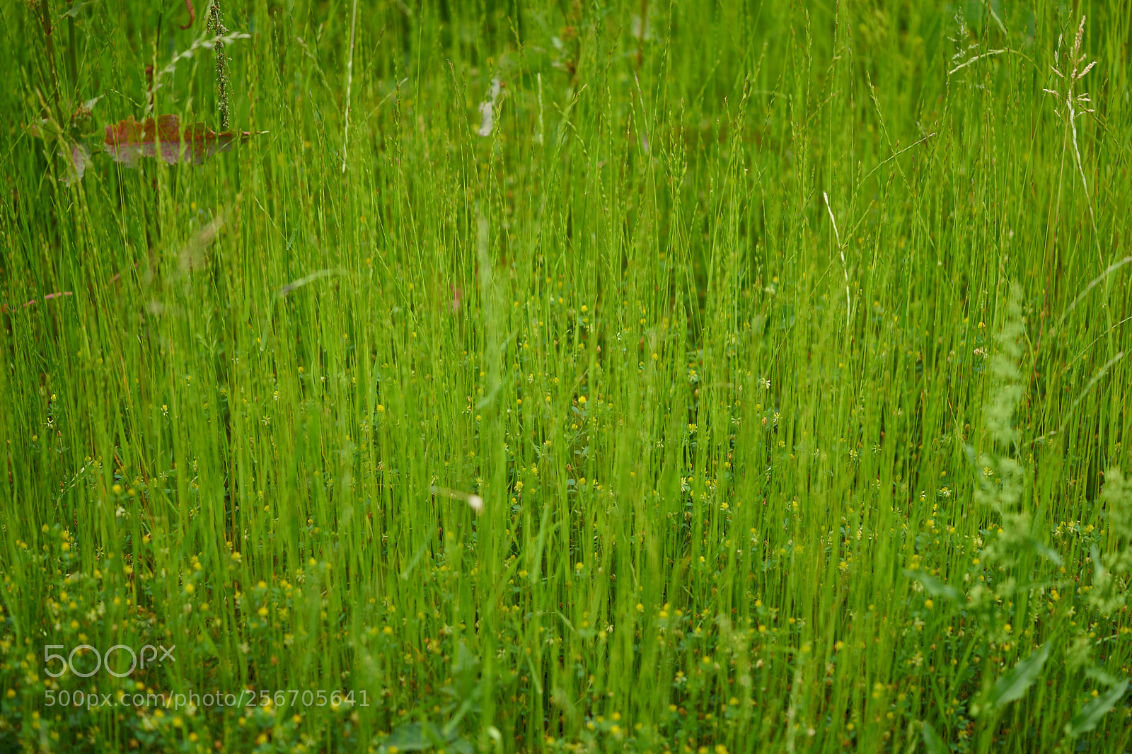 Sony a7 sample photo. Flowers 6565 photography