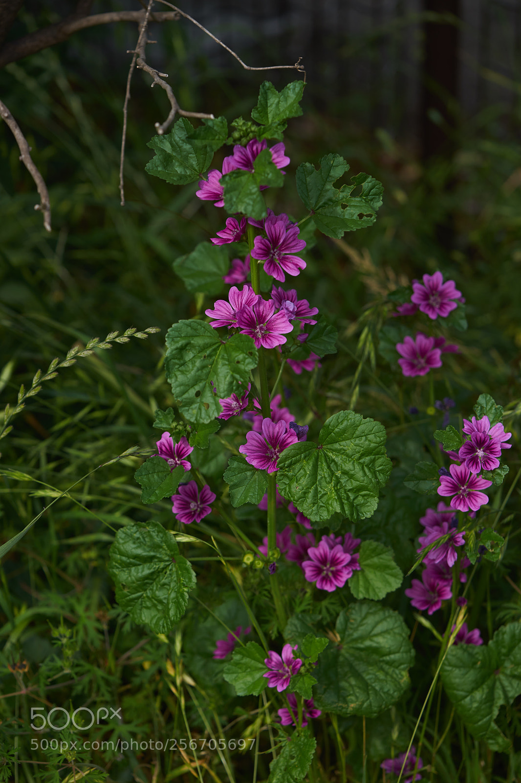 Sony a7 sample photo. Flowers 6566 photography