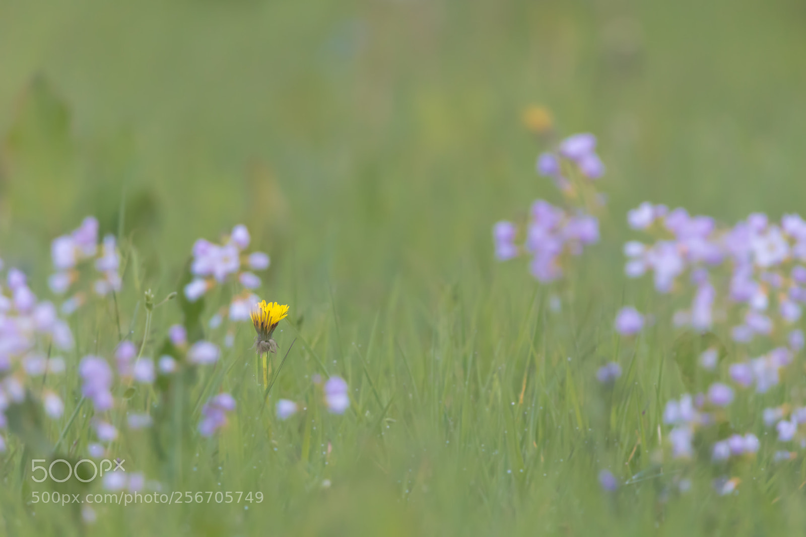 Canon EOS 80D sample photo. The imposter photography