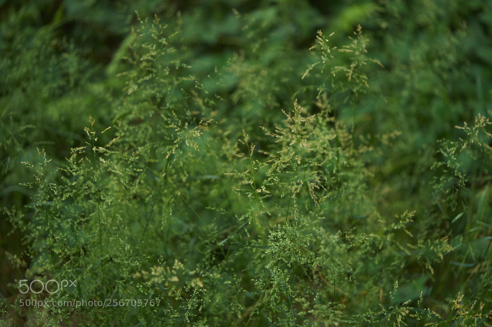 Sony a7 sample photo. Flowers 6567 photography