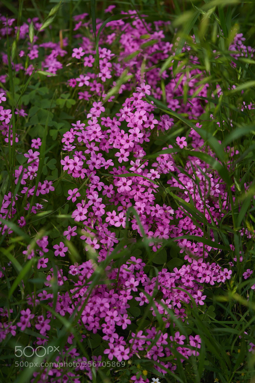 Sony a7 sample photo. Flowers 6568 photography