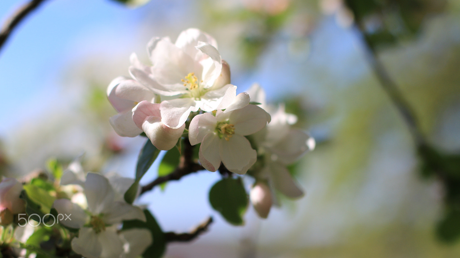 Canon EOS M + Canon EF 50mm F1.4 USM sample photo. Apple blossoming photography